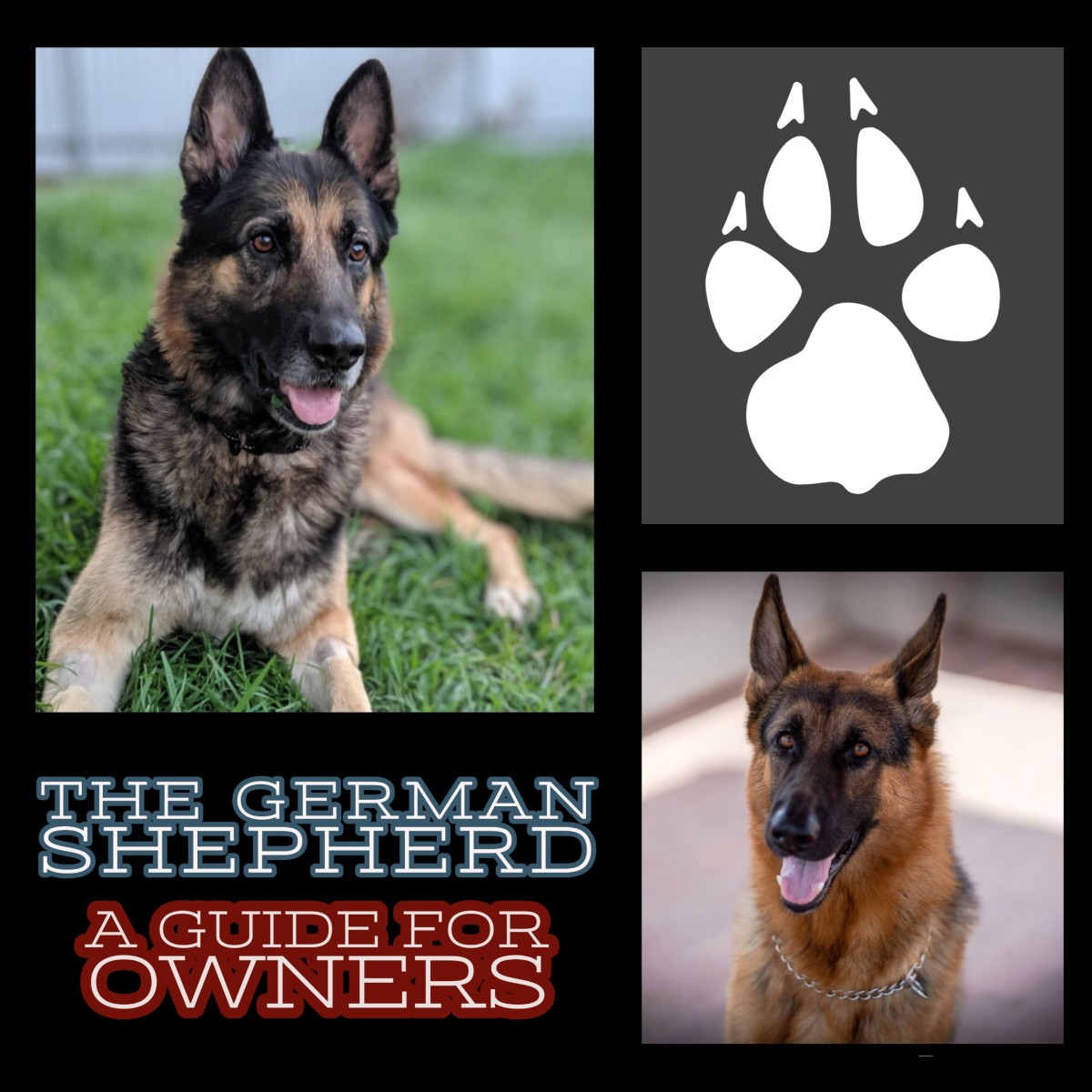 German Shepherd Breed Characteristics PetHelpful