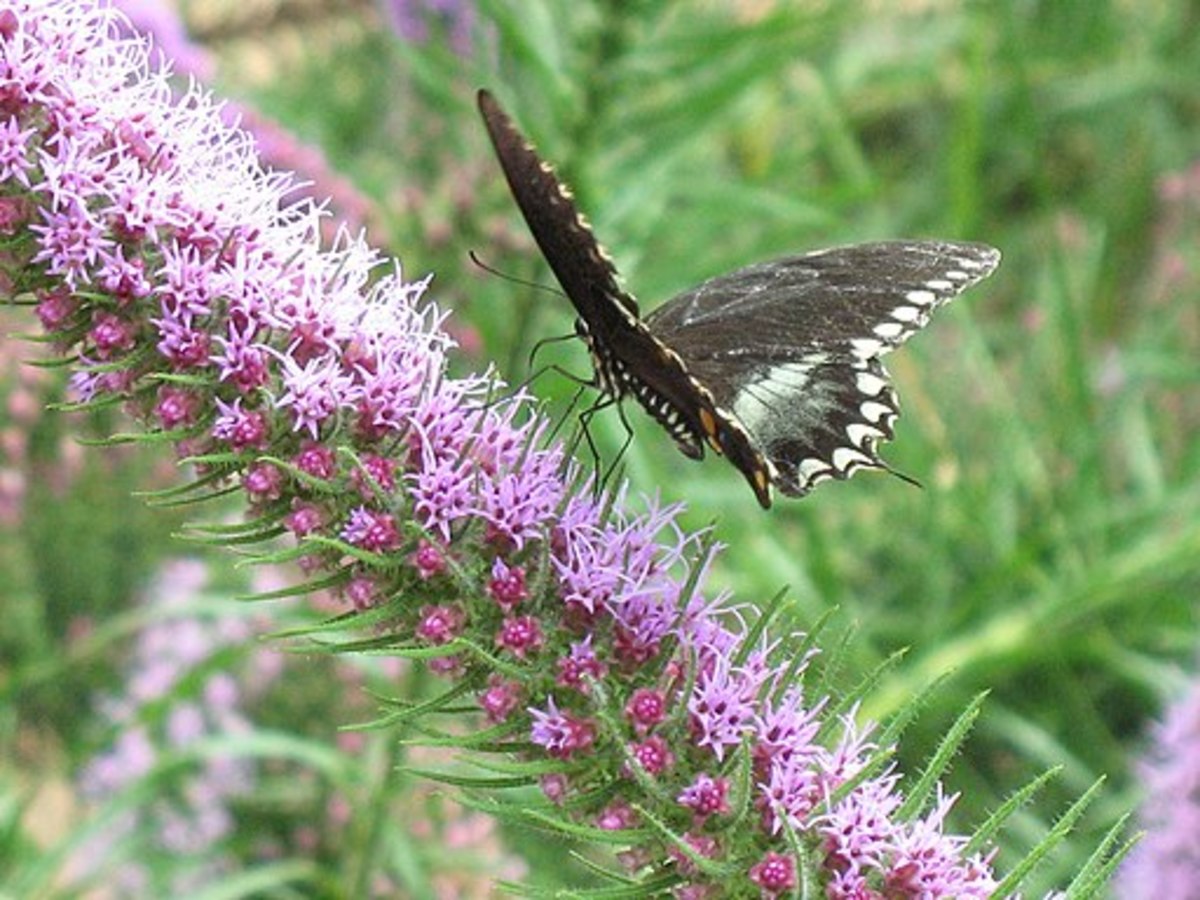 6 Agents of Pollination Owlcation