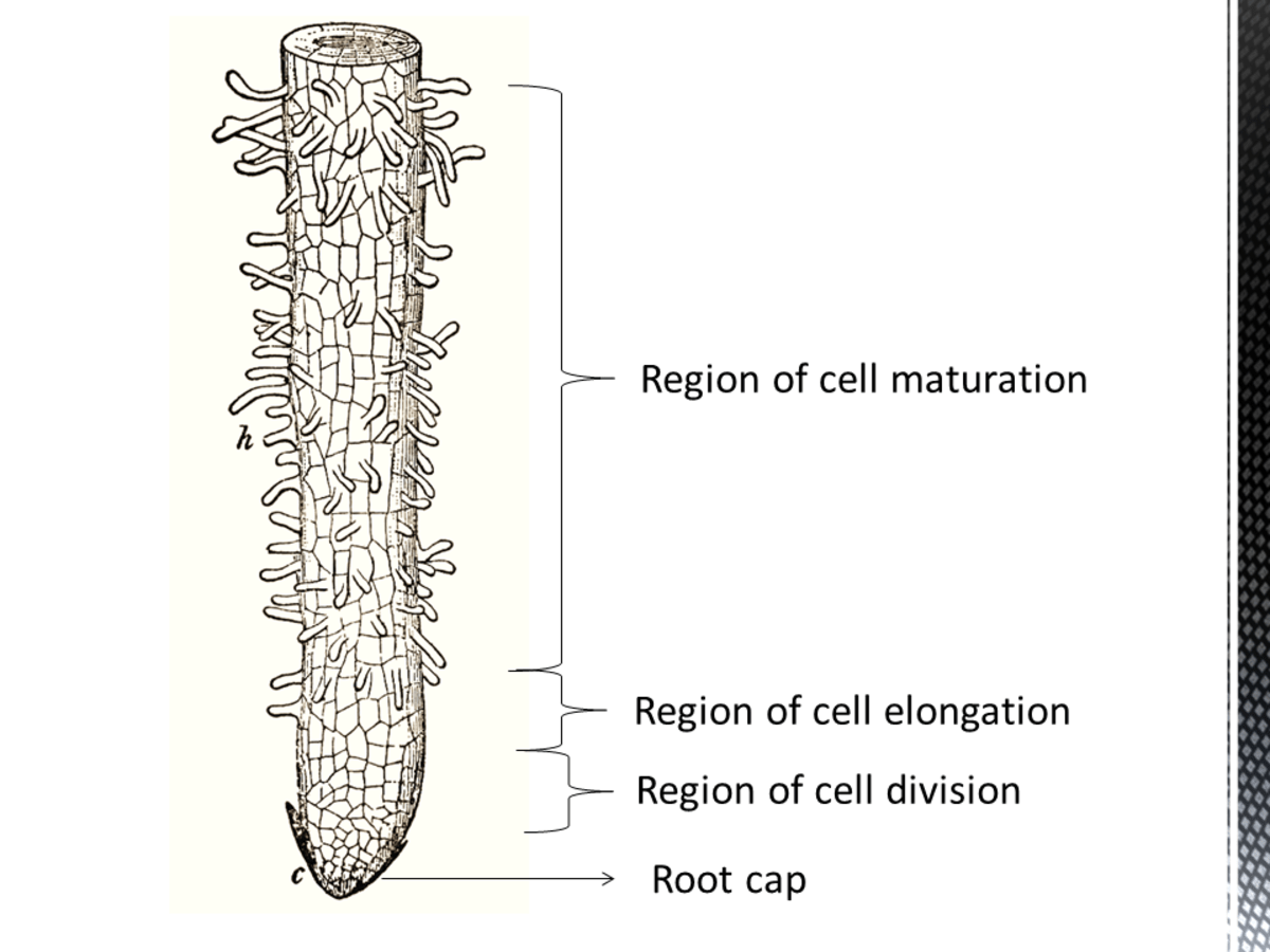 How Do Roots Work? Functions, Structure, and Human Uses Owlcation