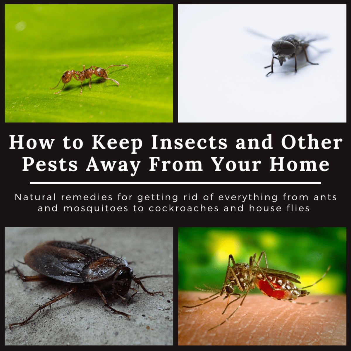 Home Remedies to Keep Cockroaches, Lizards, Ants, Mosquitoes, Bed Bugs