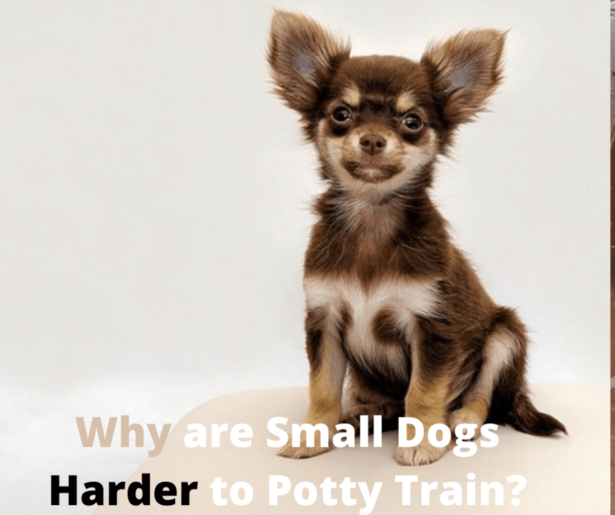 Can Small Dogs Be Litter Trained