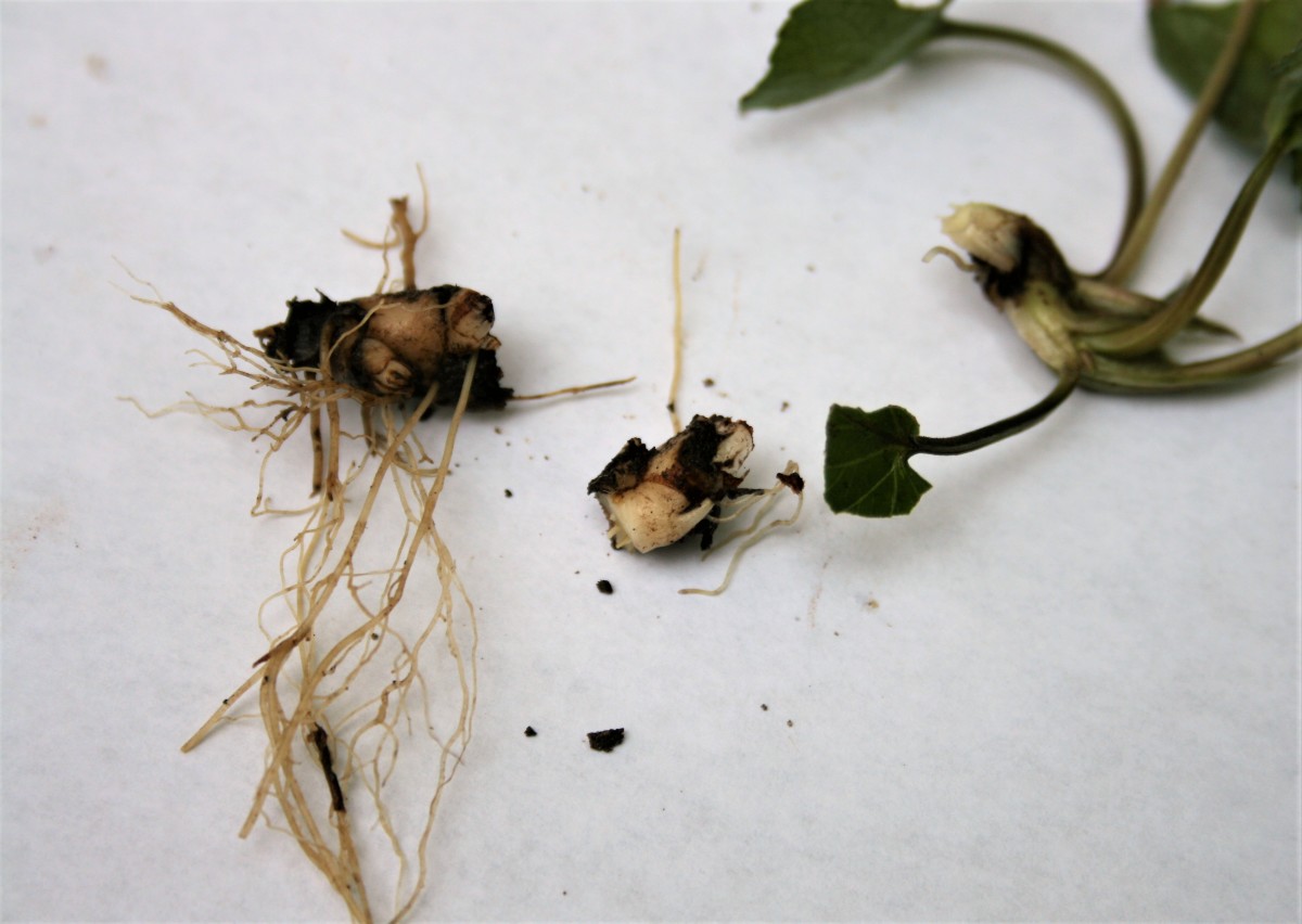 A Homebody's Guide to Common Blue Violets Dengarden