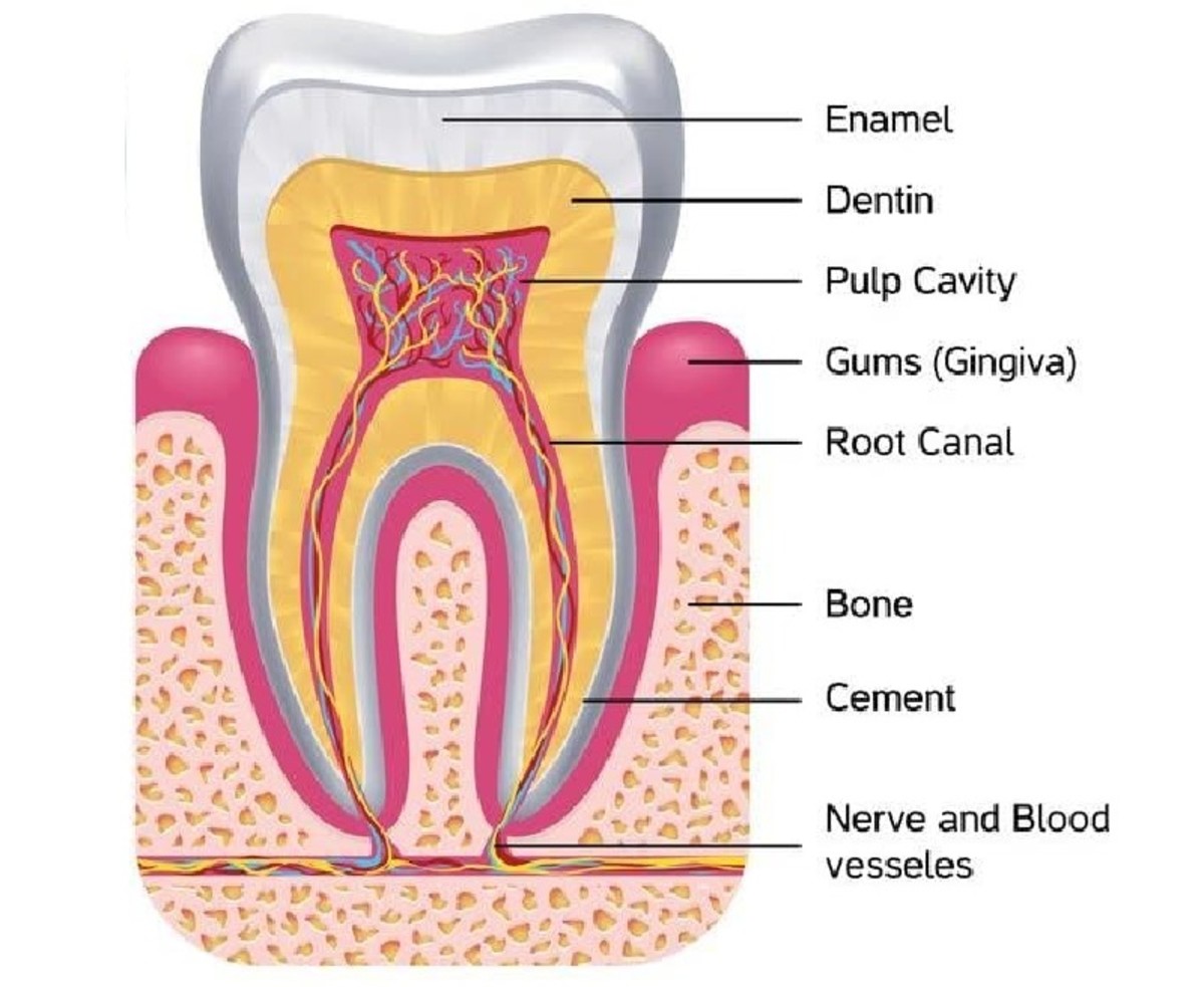 Top 3 Gadgets for Healthy Teeth and Gums Bellatory