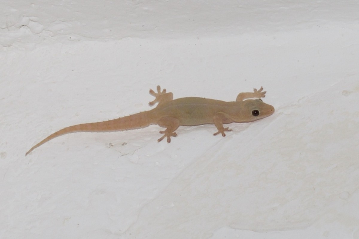 The Legend of the Lizard or Common House Gecko LetterPile