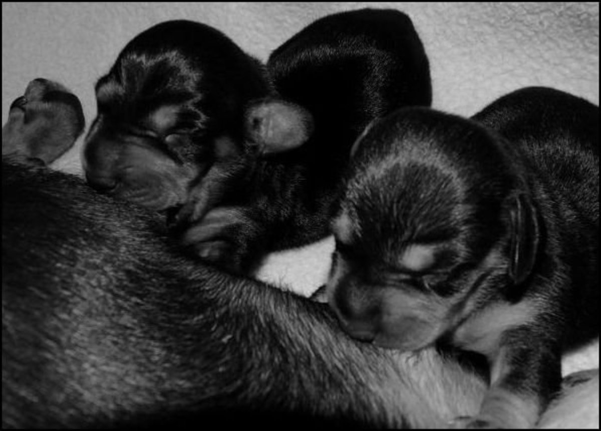 How to Help Your Dog Give Birth PetHelpful