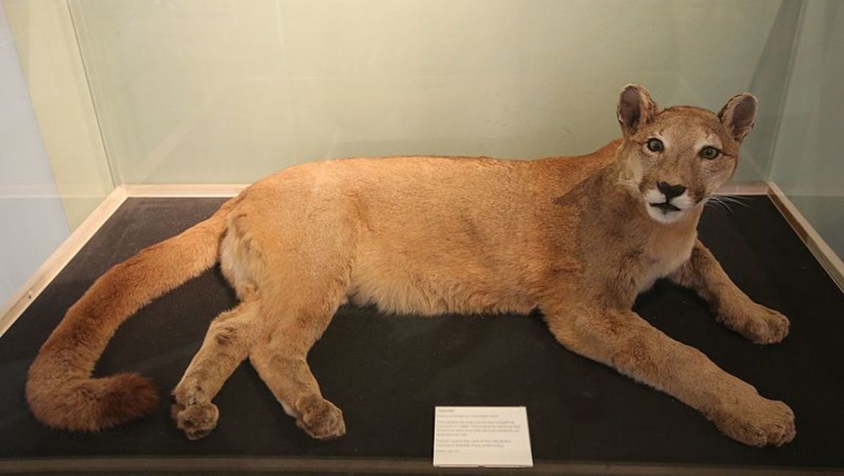 Britain's Mysterious Wild Big Cats; The Beast of Cumbria, a Quick