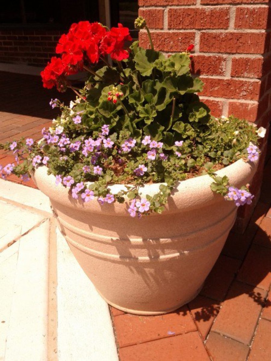 Learn How to Use the Thrill, Fill, and Spill Container Gardening Method