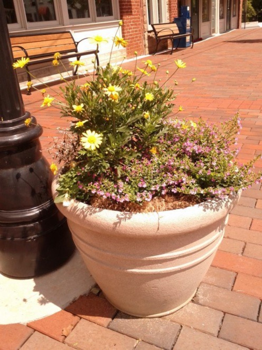 Learn How to Use the Thrill, Fill, and Spill Container Gardening Method