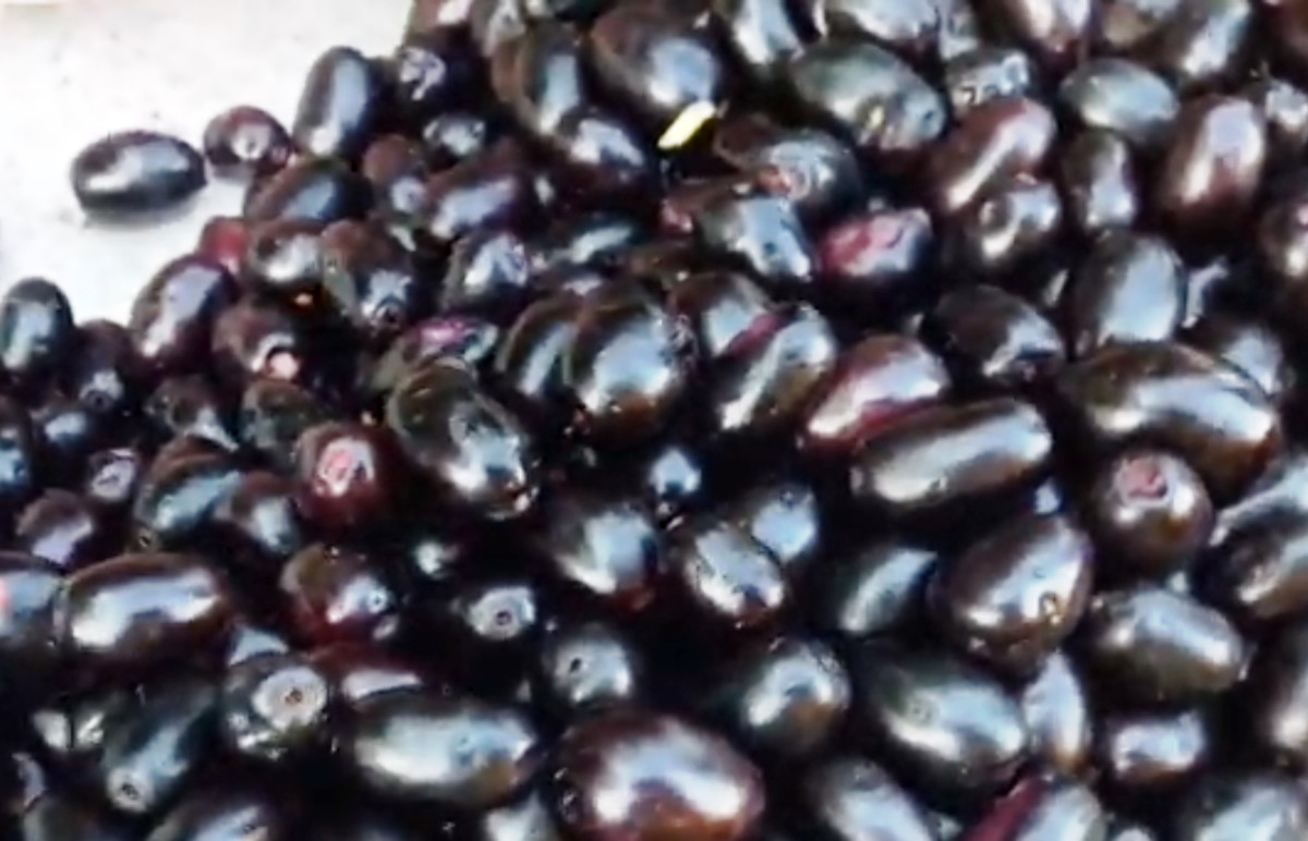 Black Plum (Jamun) Medicinal and Nutritional Benefits HubPages