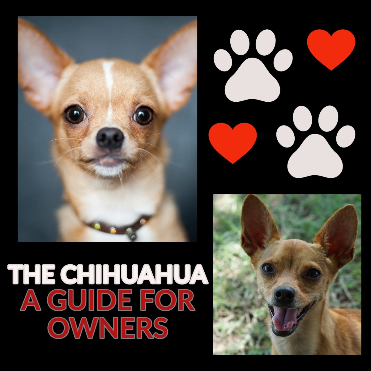 The Chihuahua A Guide for Owners PetHelpful