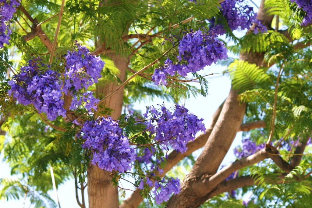 "How to Make a Living Fairy Garden Indoors" HubPages