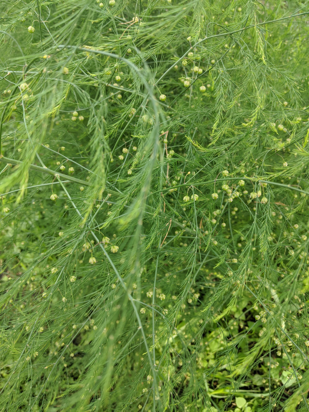 Asparagus Can be Grown from Seeds HubPages