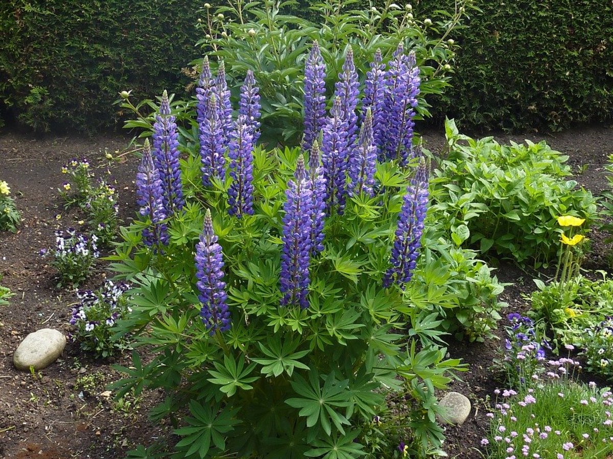 How to Grow Lupines, a Native Plant Dengarden