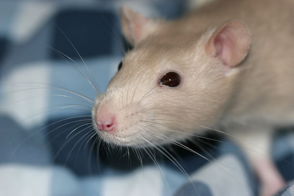 Tips to Care for Your Rats HubPages