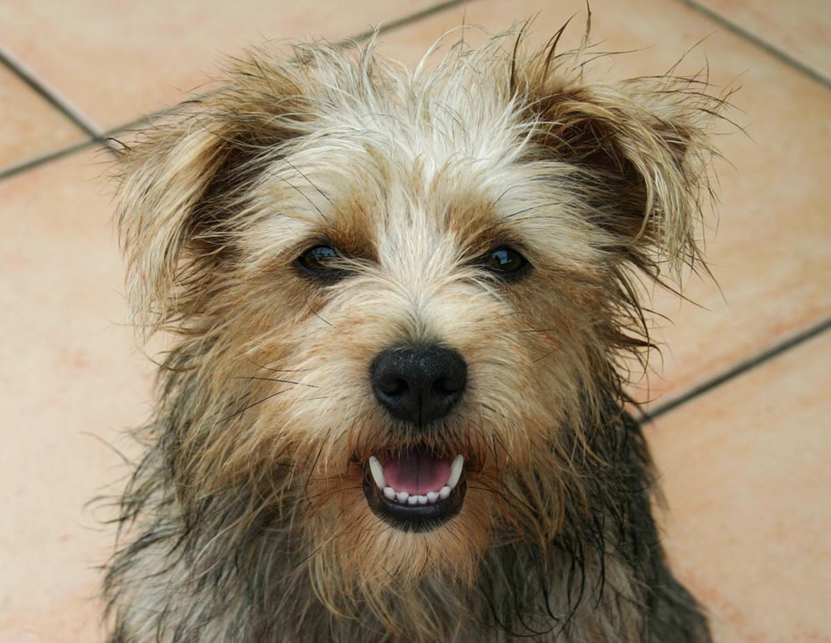 The Norfolk Terrier A Guide for Owners PetHelpful