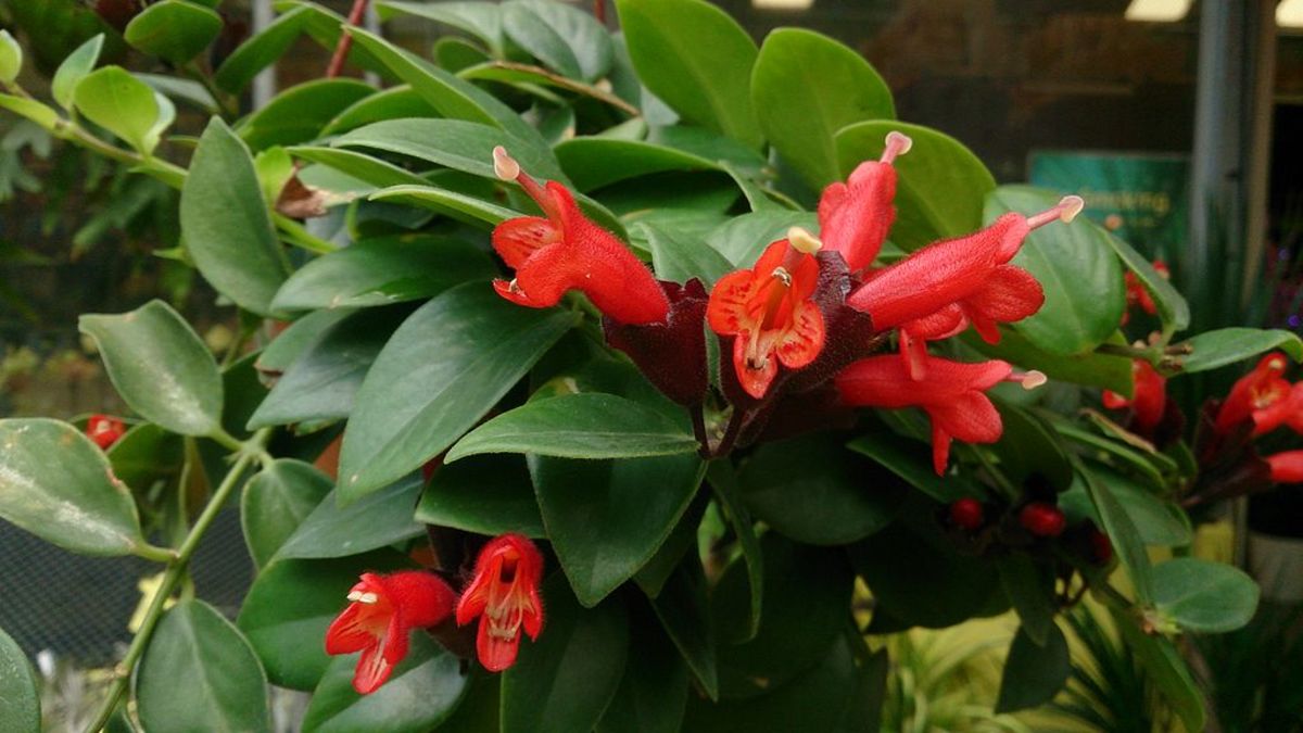 How to Grow Lipstick Plant Dengarden