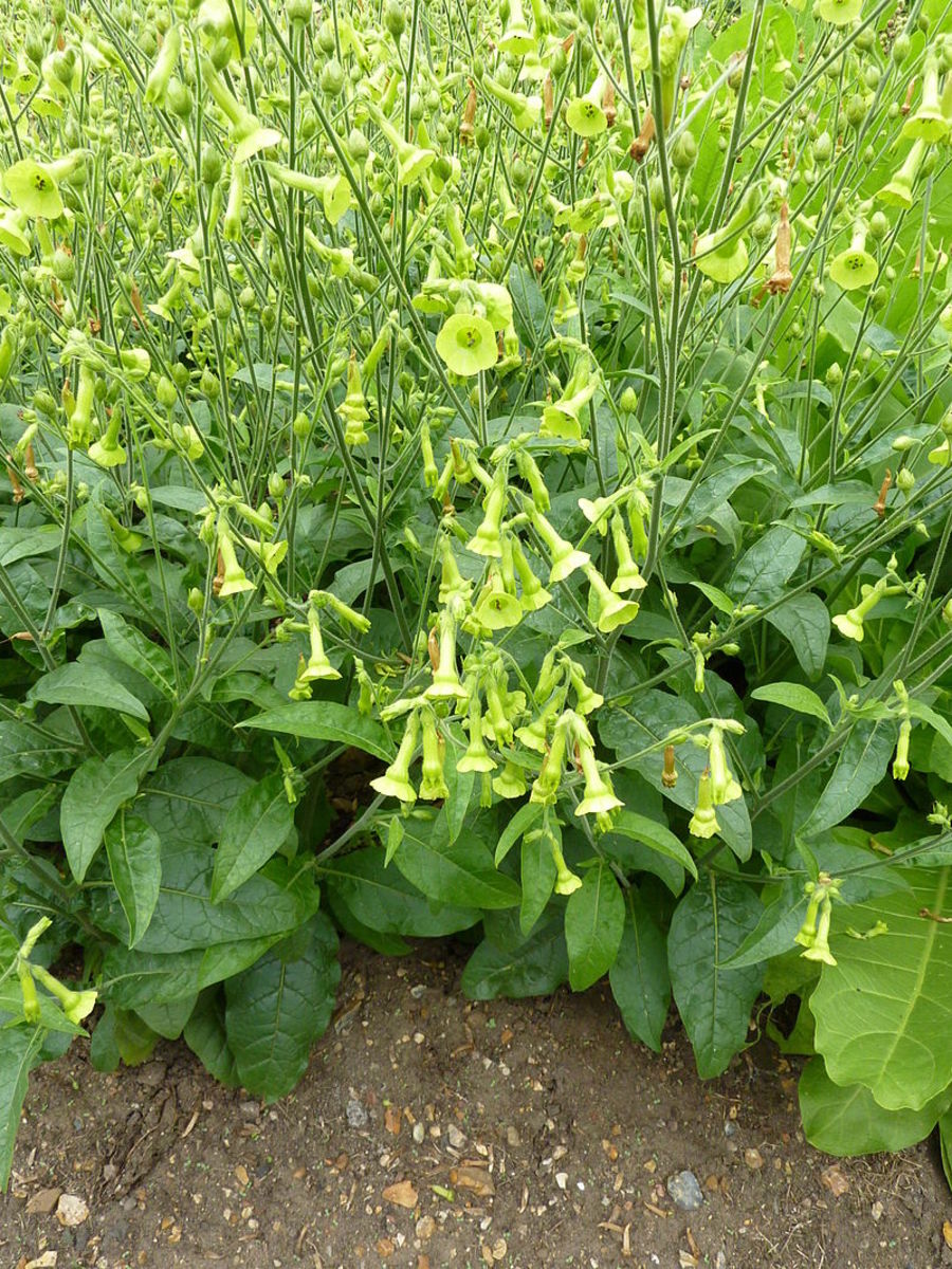 How to Grow Nicotiana (Flowering Tobacco) Dengarden