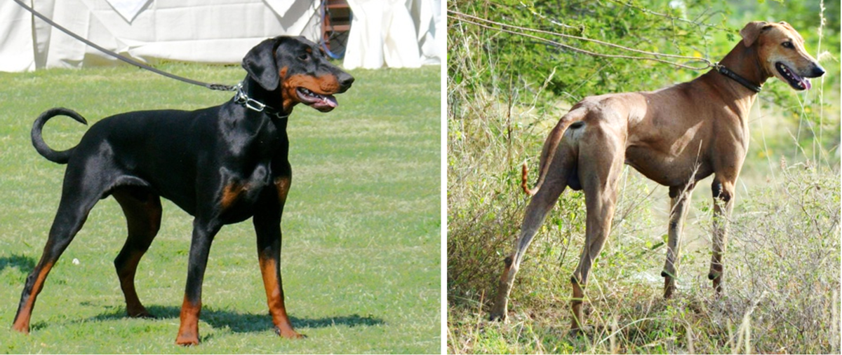 7 Indian Dogs like Doberman HubPages
