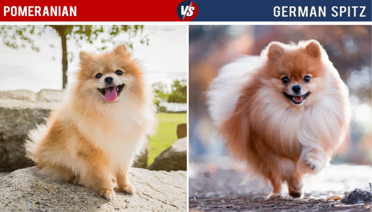 11 Dogs That Look Like Pomeranian HubPages