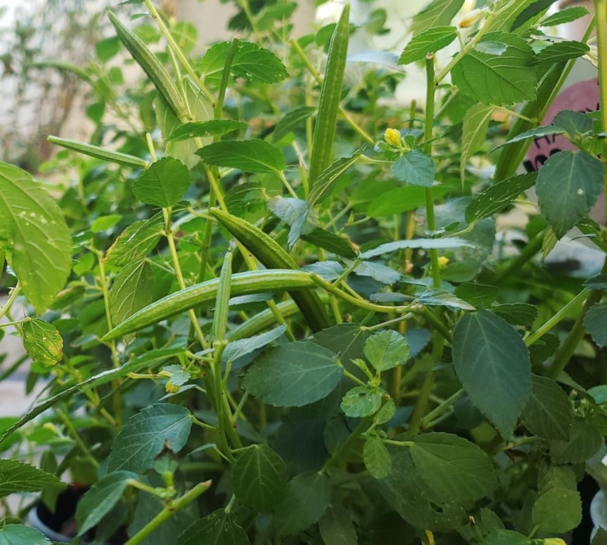 Corchorus Olitorius Jute Plant, Saluyot, or Egyptian Spinach Photos