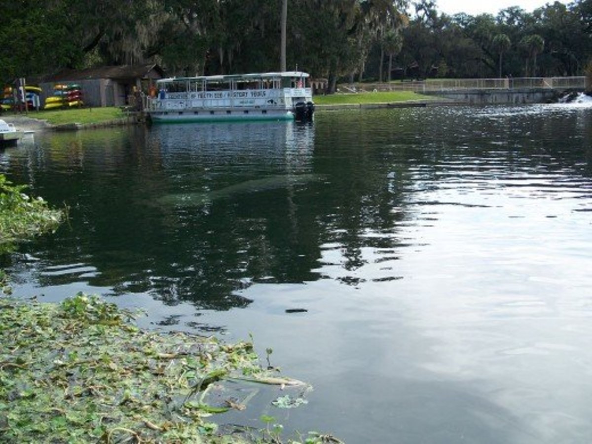 Manatees in Crystal River, Florida Endangered Species A.k.a. Sea Cows HubPages