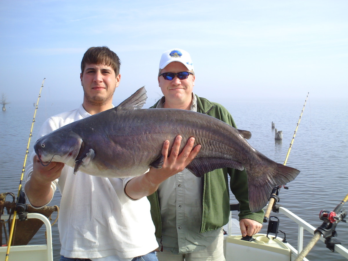 How to Catch Big Catfish Best Rigs