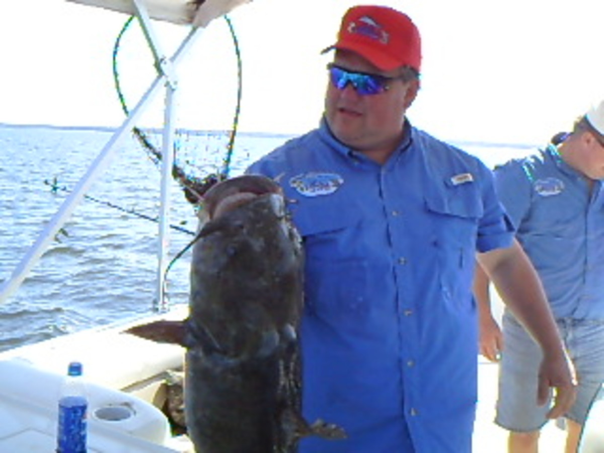 How to Catch Big Catfish Best Rigs