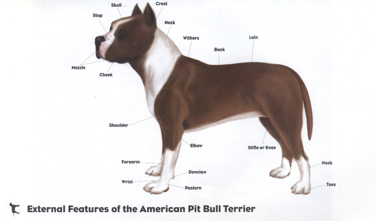 American Pit Bull Terrier Breed Standard HubPages