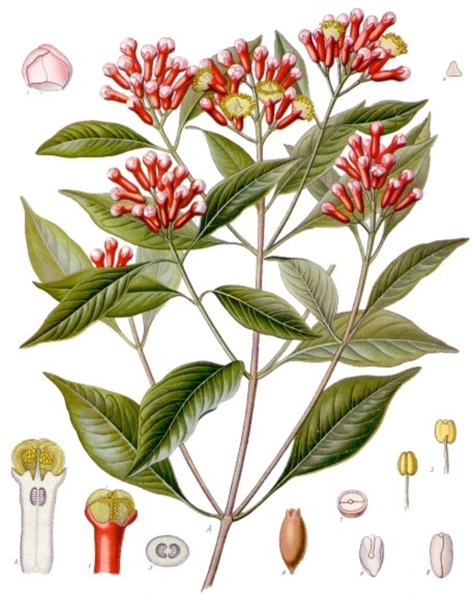 Clove oil: the health and aromatherapy benefits of clove essential oil