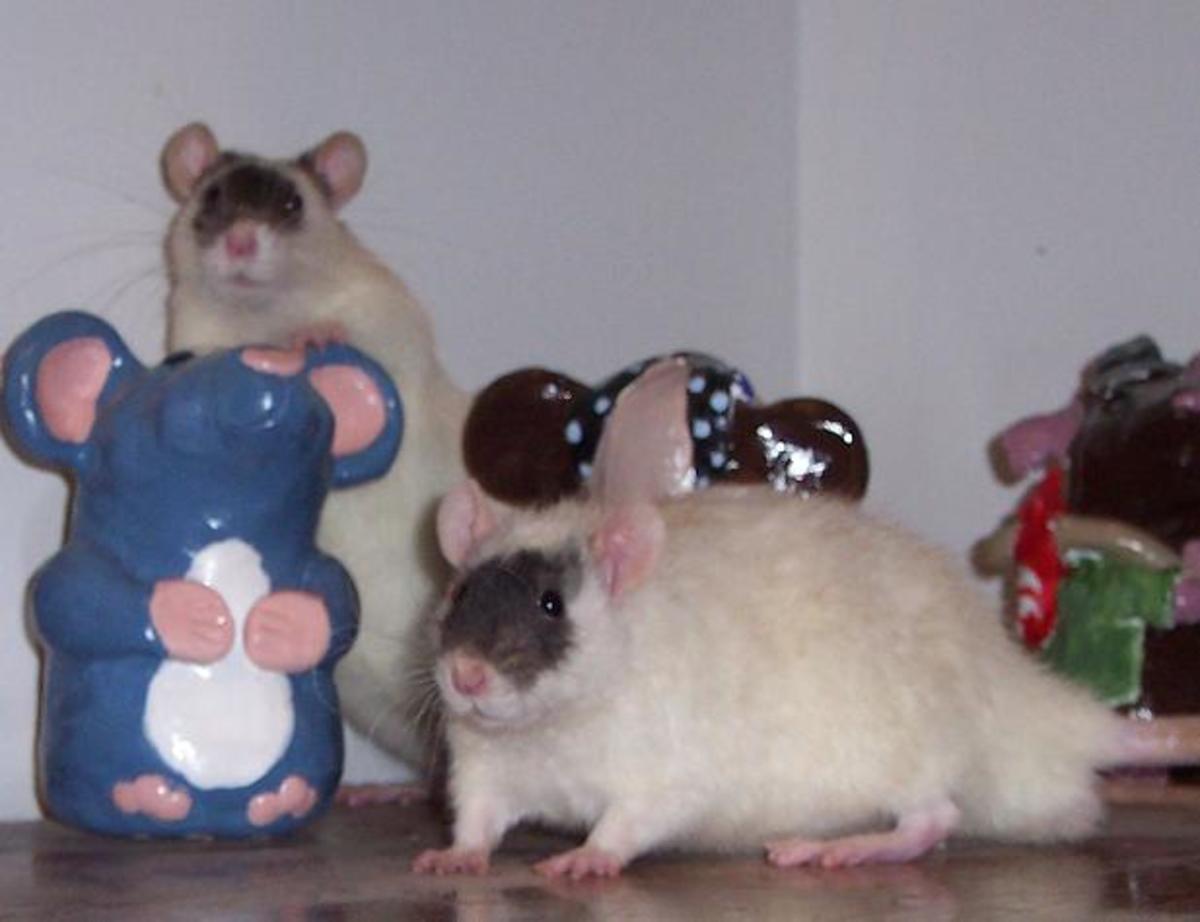 Anomalies in Rats PetHelpful