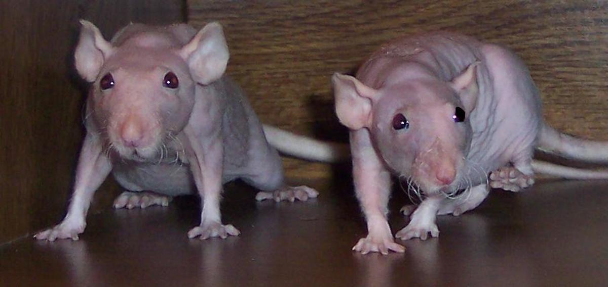 Anomalies in Rats PetHelpful