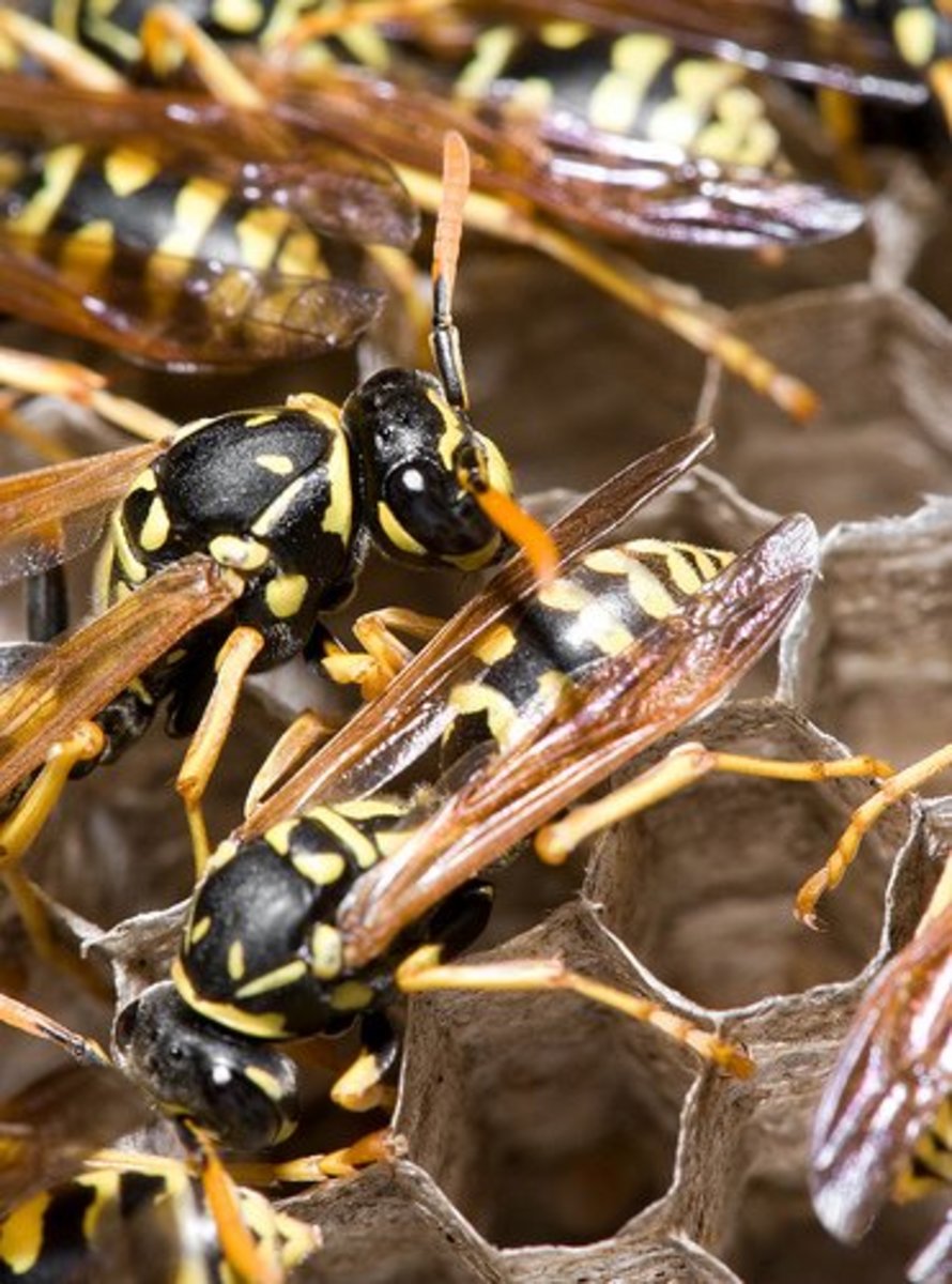Why Do Aggressive Wasps Always Bother People? | Owlcation