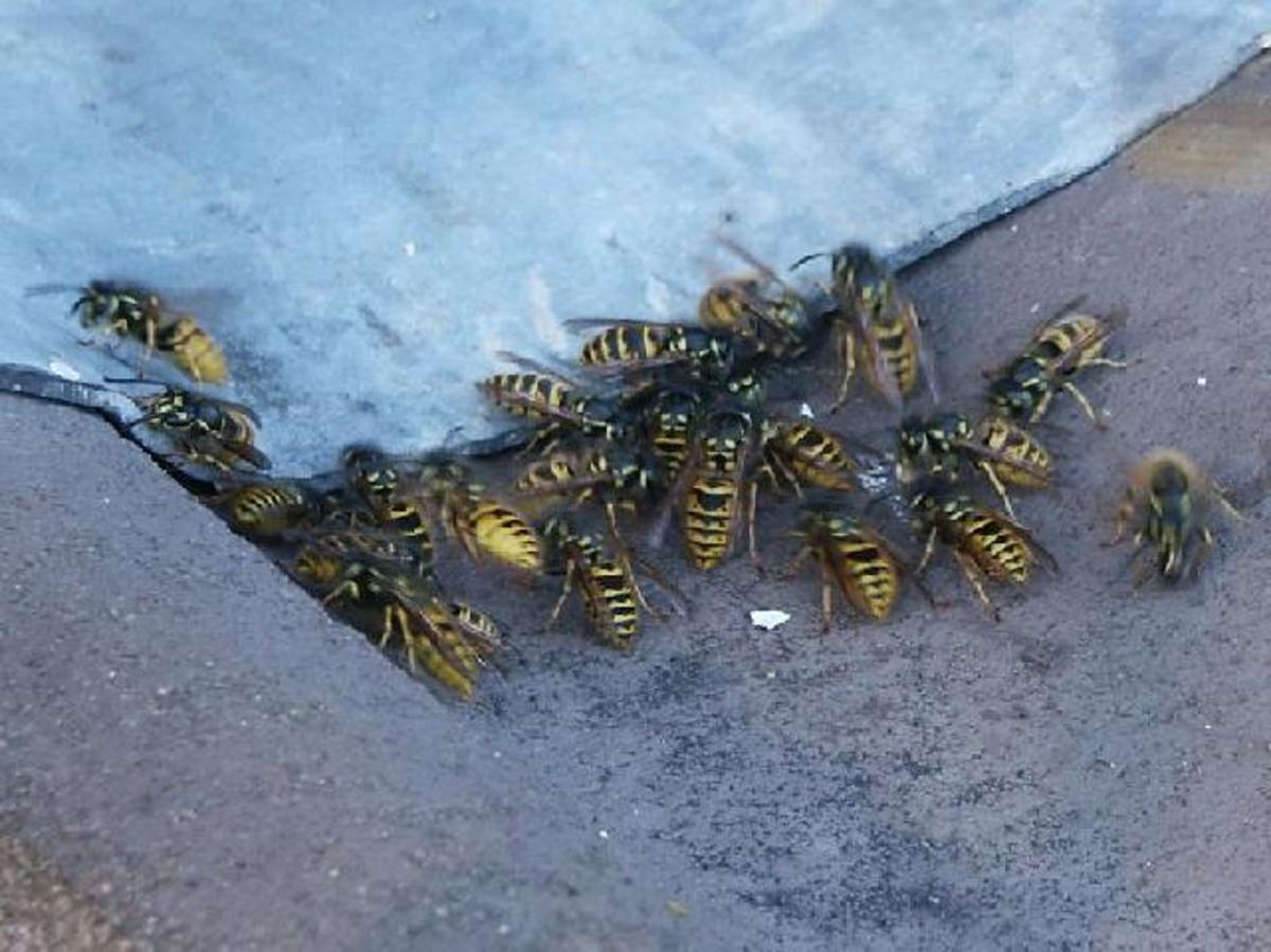 Why Do Aggressive Wasps Always Bother People? | Owlcation