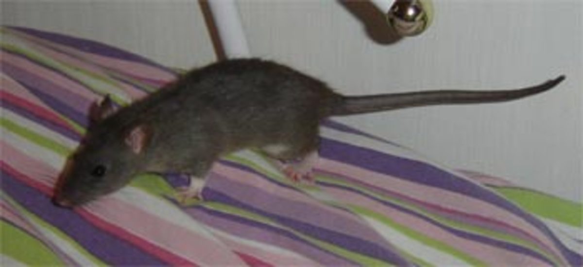 Rat Munchies Healthy Treats for Pet Rats HubPages