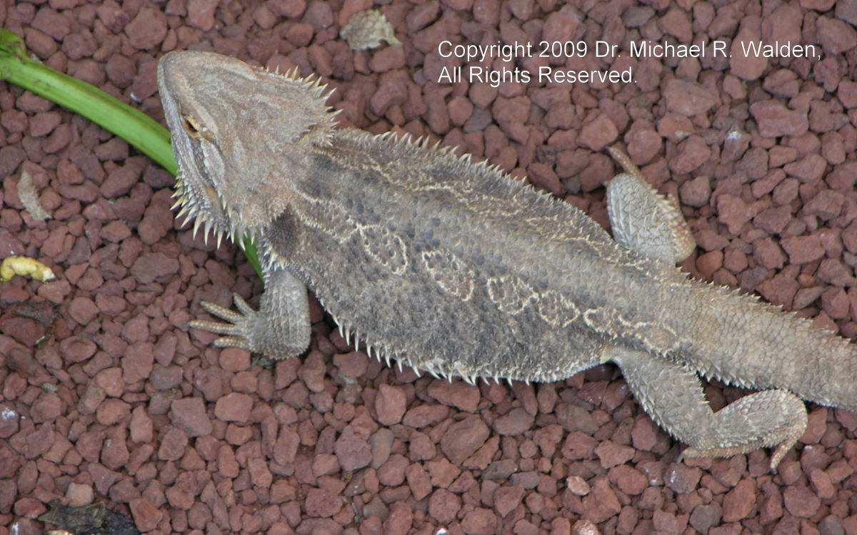 Bearded dragon parasite and adenovirus central site