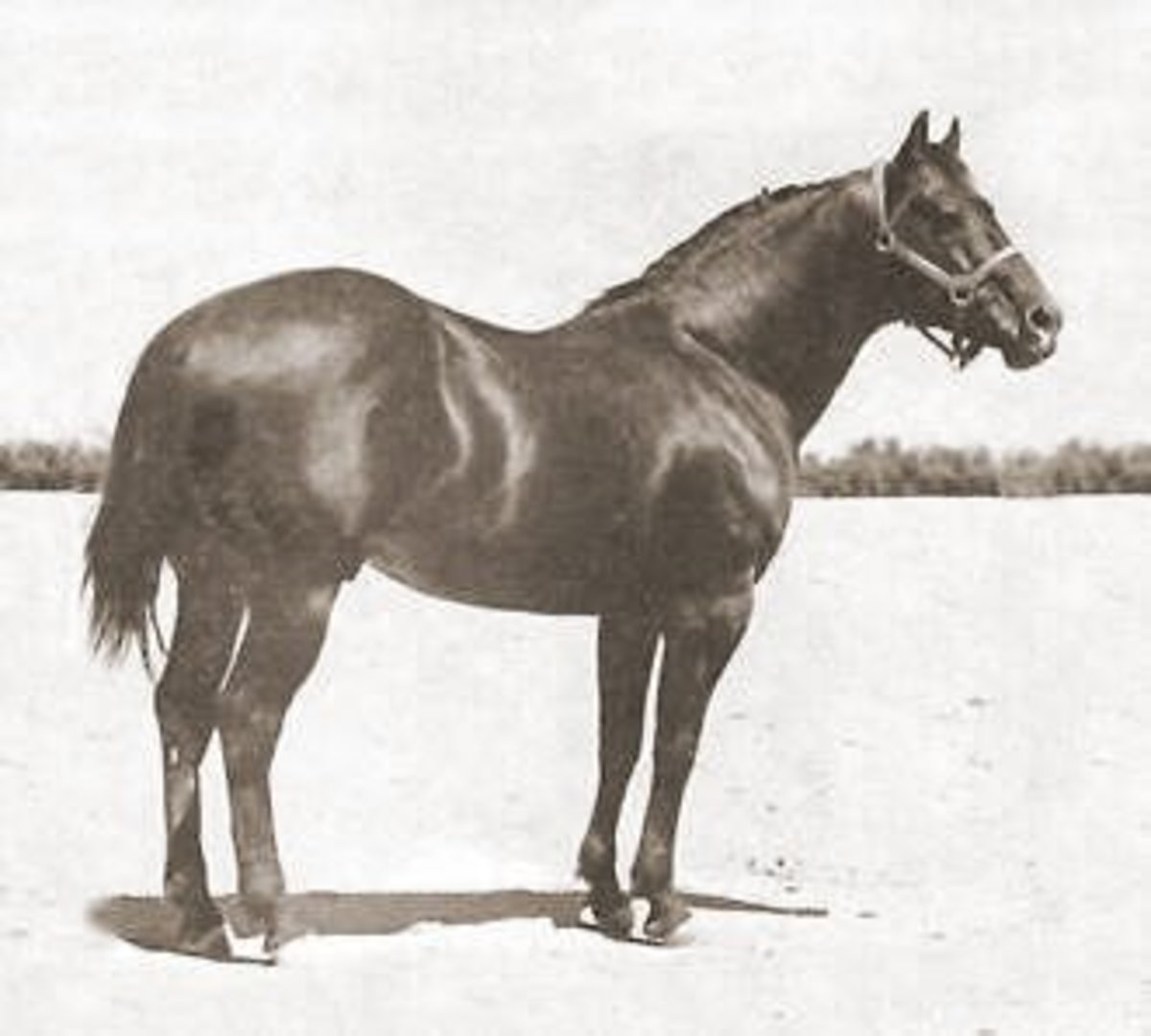 The Joy of the Foundation Quarter Horse