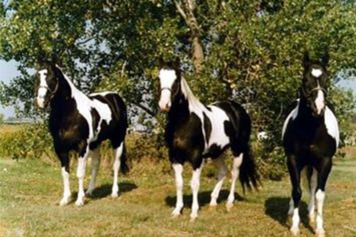 The Joy of the Foundation Quarter Horse