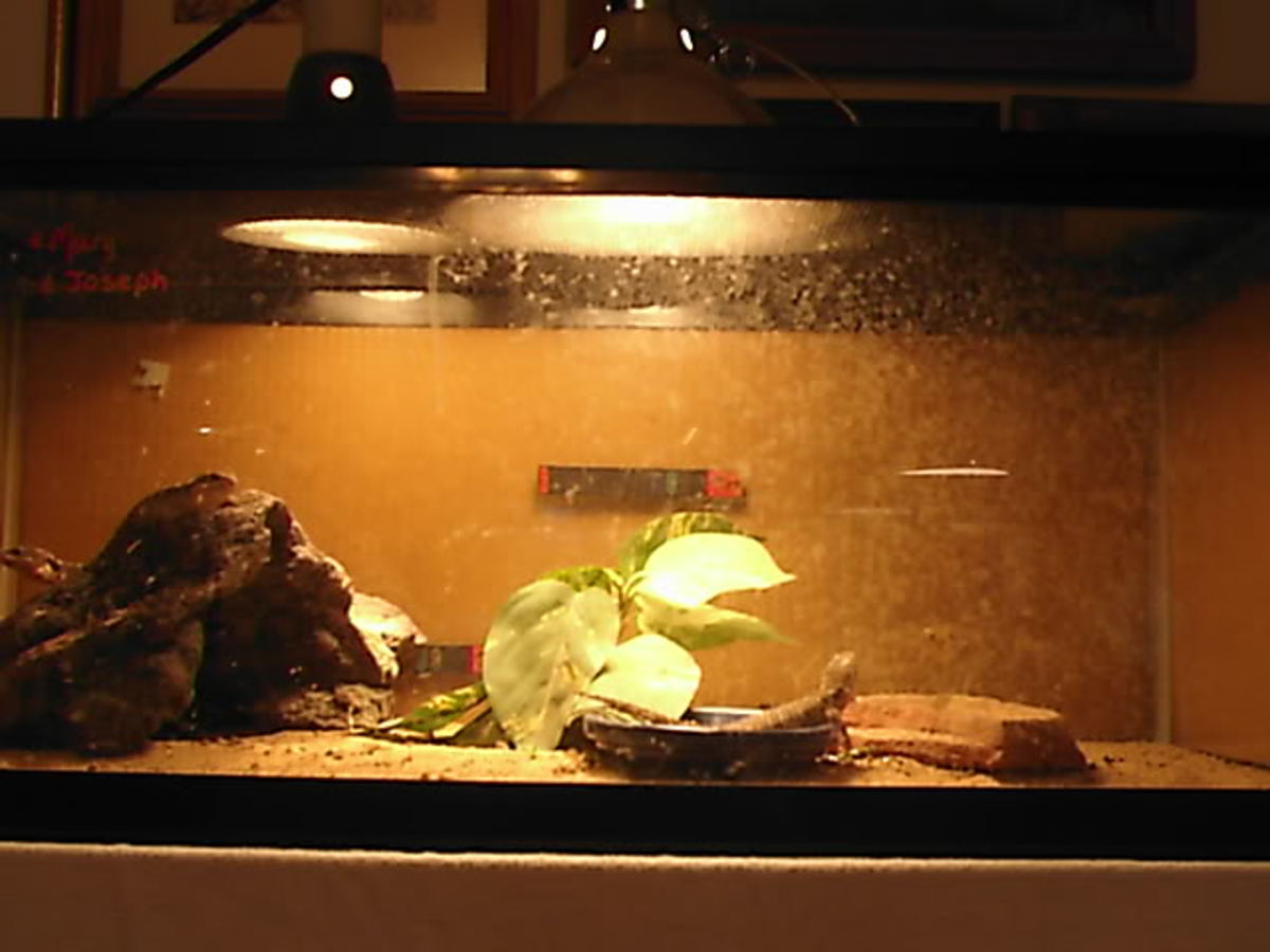 How to Build a Leopard Gecko Vivarium/Terrarium hubpages