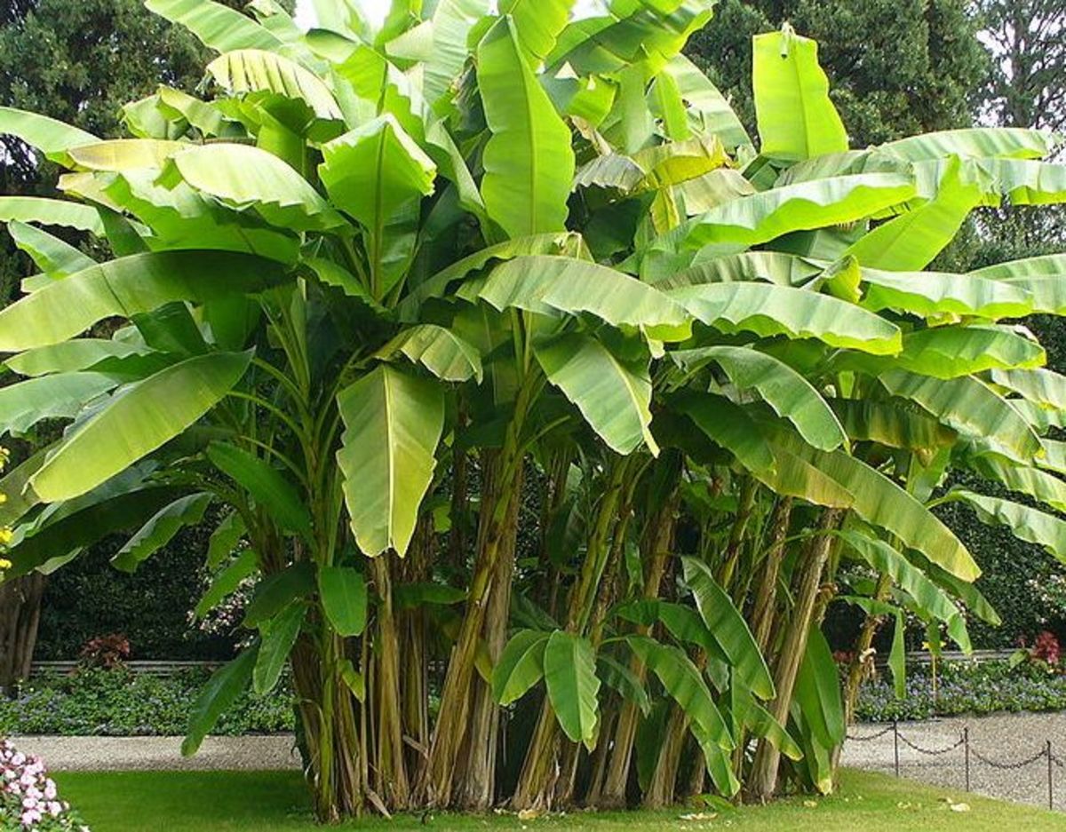The Top Ten things that can be made from Banana Leaves HubPages