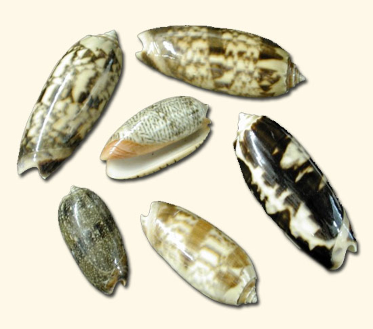 Top Ten US Beaches for Shell Collecting WanderWisdom