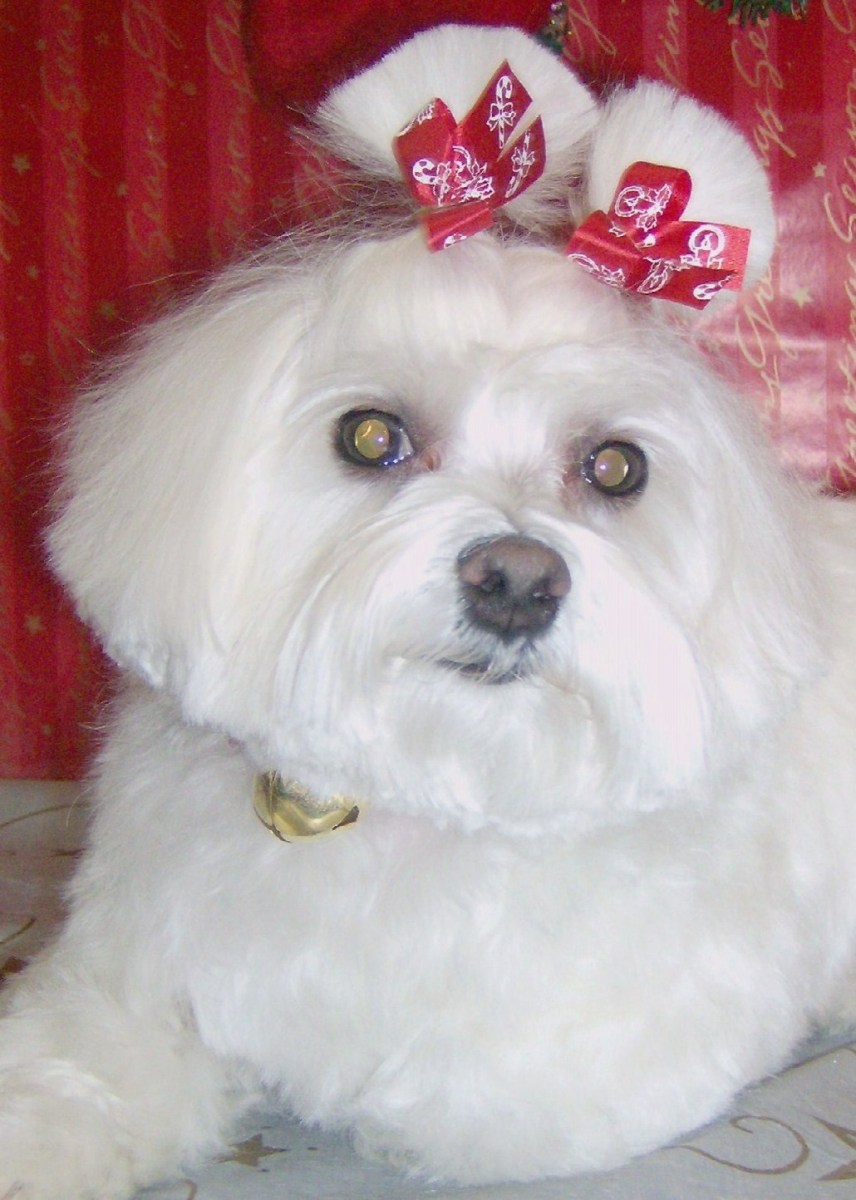 Teddy Bear Haircut Maltese Haircuts you'll be asking for