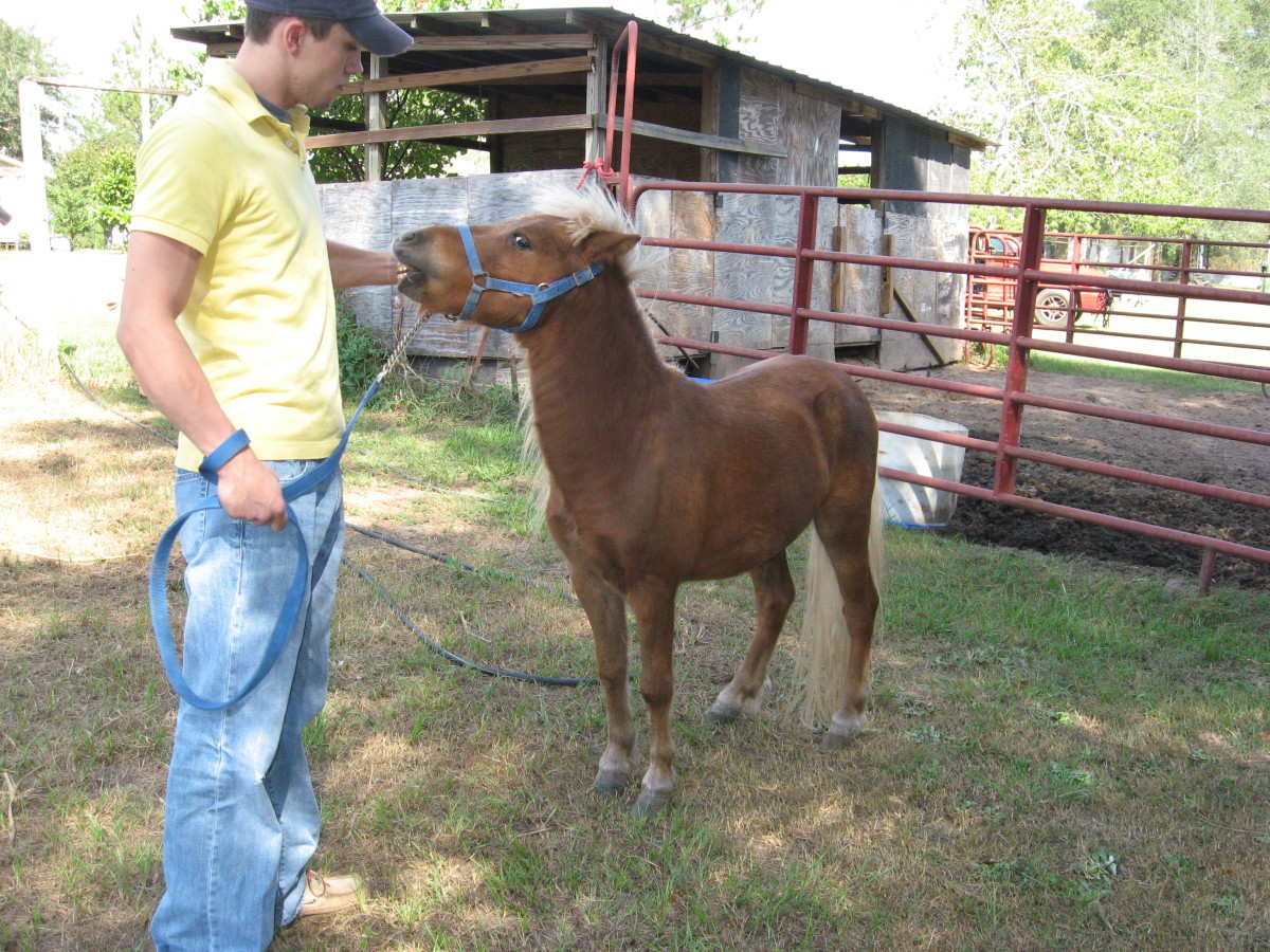 Miniature Horse vs. Pony What's the Difference? HubPages