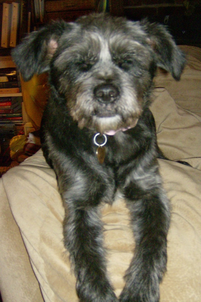 Designer Dogs; the purebred lie