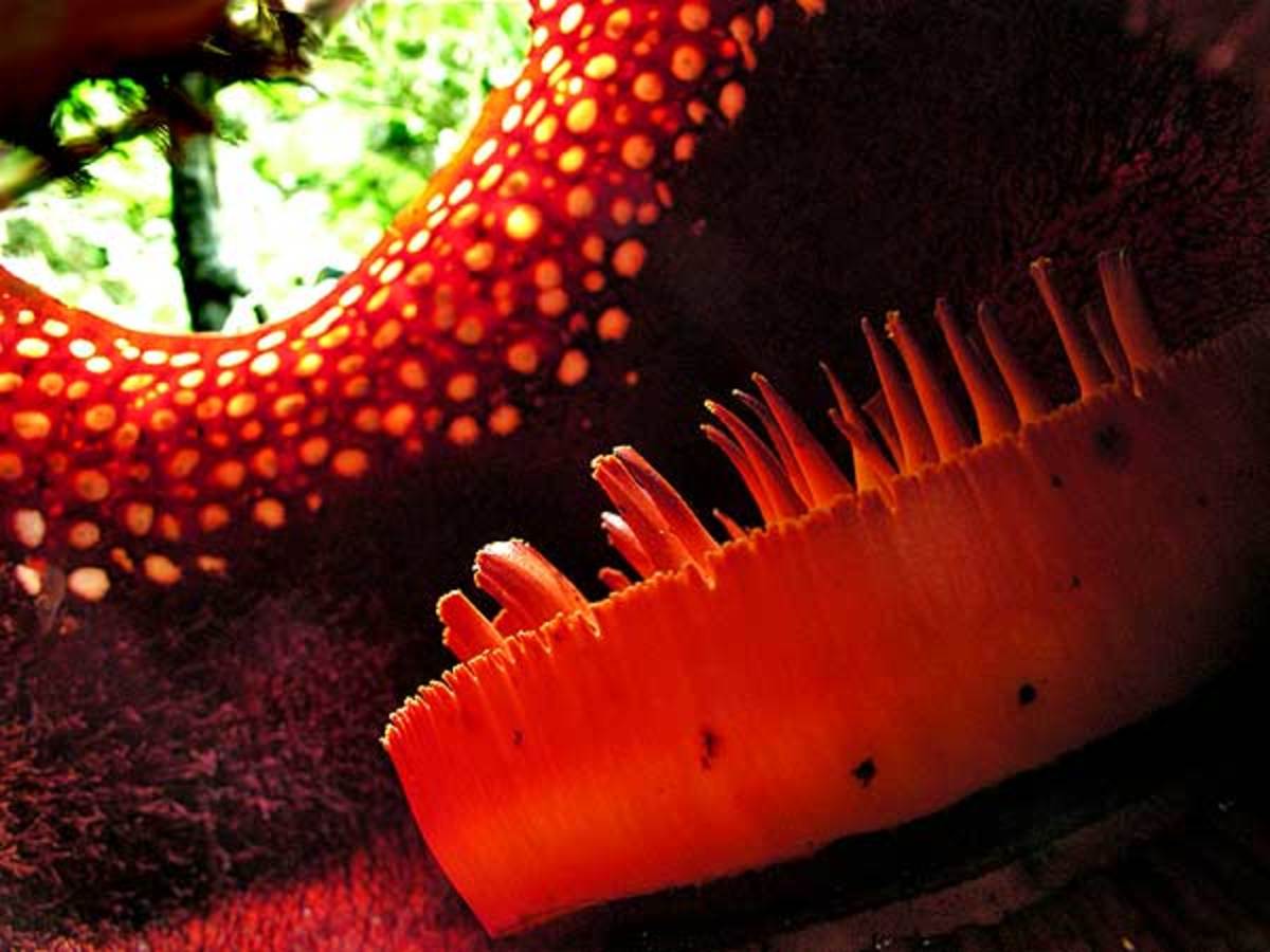 Rafflesia Queen of Parasites and the Biggest Flower on Earth HubPages