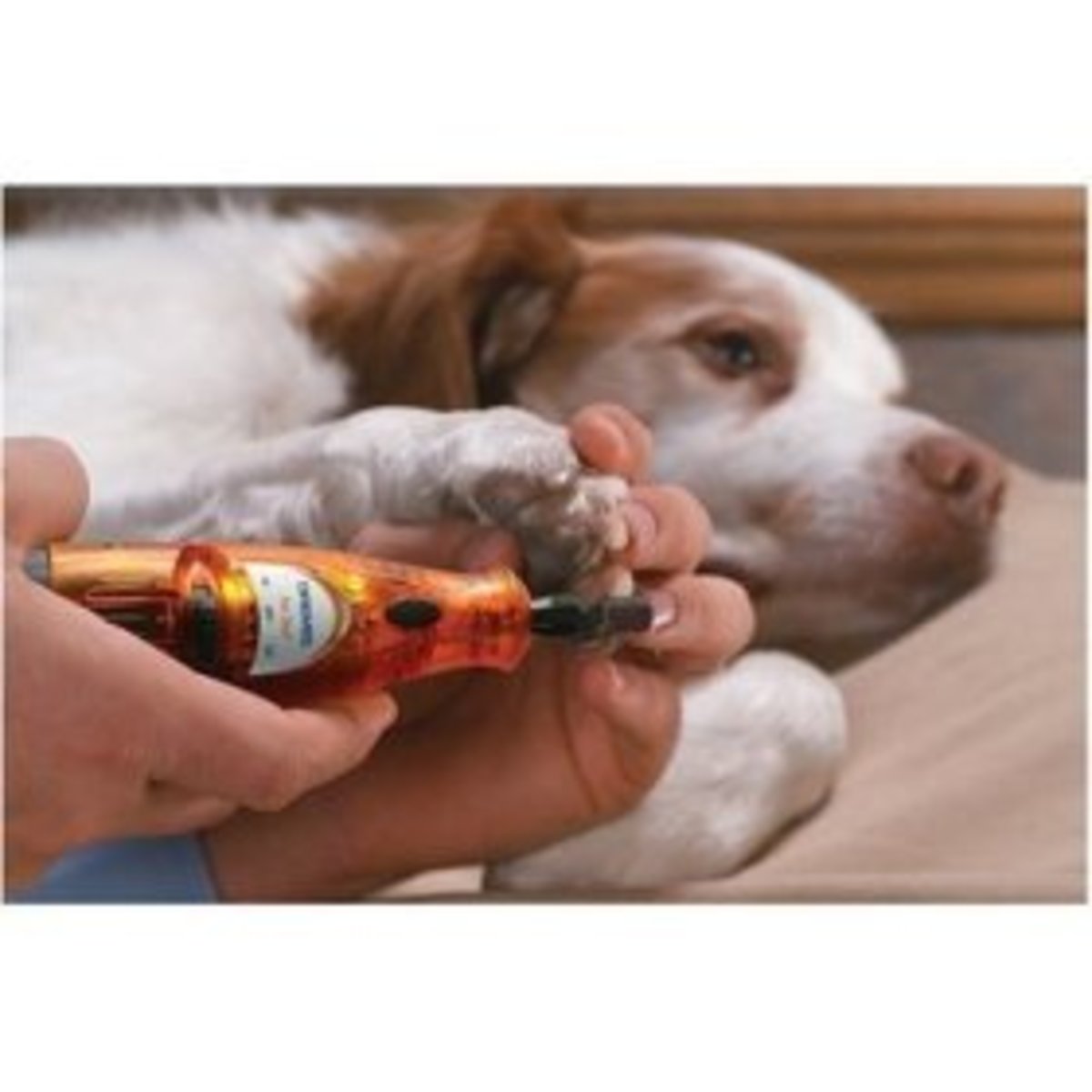 How to Make a Dog's Nail Quick Recede PetHelpful