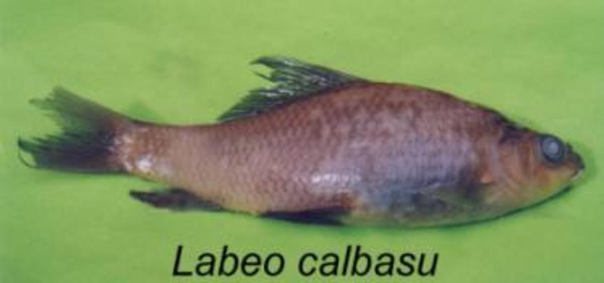 Different Types of Fishes Found in India Photographs With