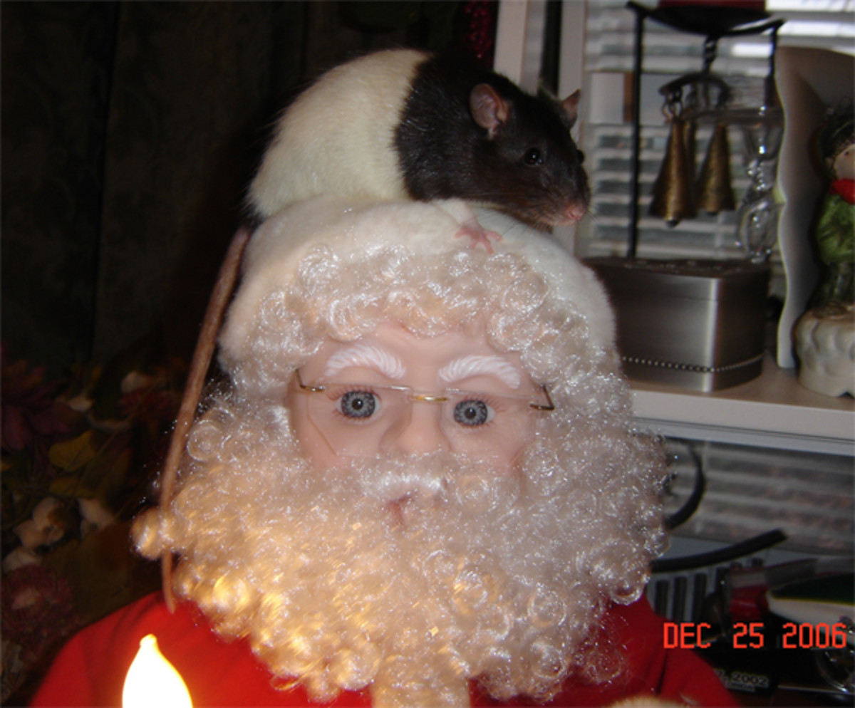 How to Train Pet Rats