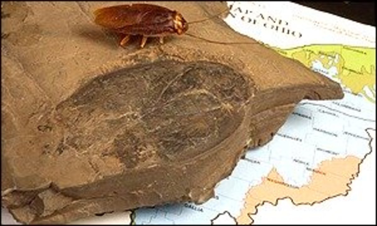 At over 300 million years old cockroaches evolved even before the
