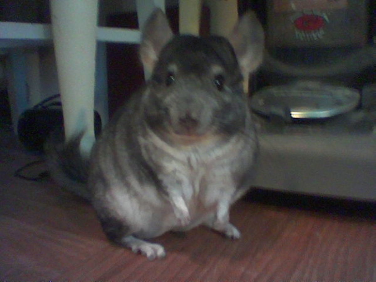 Chinchilla Health & First Aid HubPages