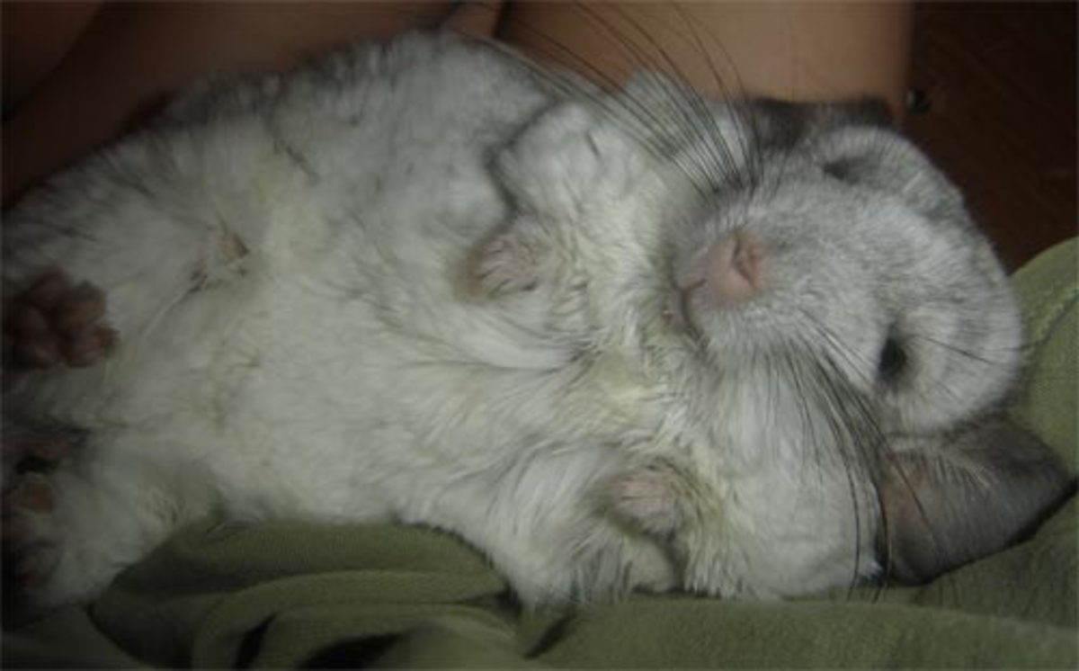 Common Chinchilla Diseases